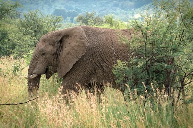 Wildlife Safari Essentials: Your Complete Buying Guide